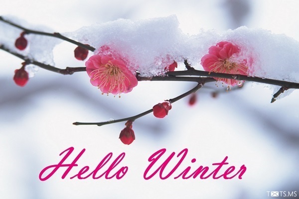 Hello Winter Image