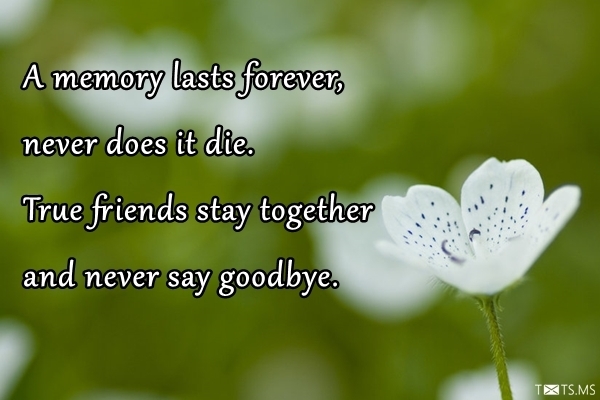 Friendship Quotes