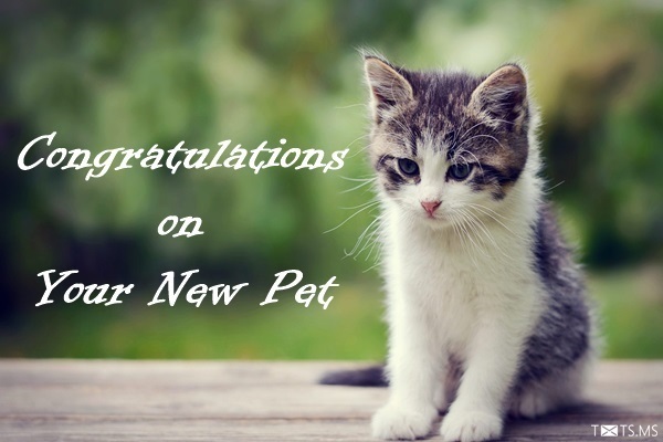Congratulations on Your New Cat