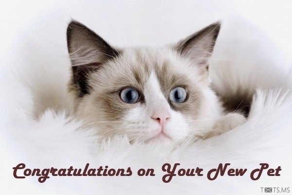 Congratulations on Your New Cat