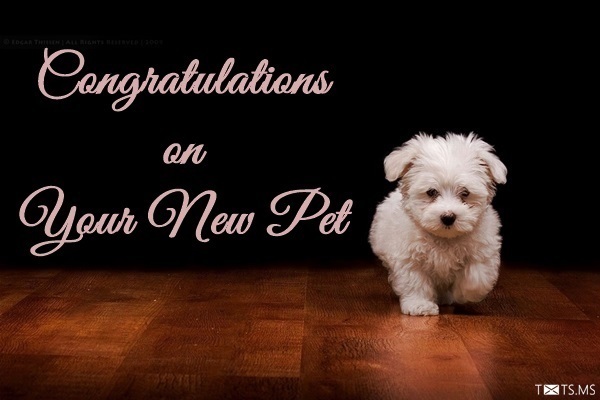 Congratulations on Your New Dog