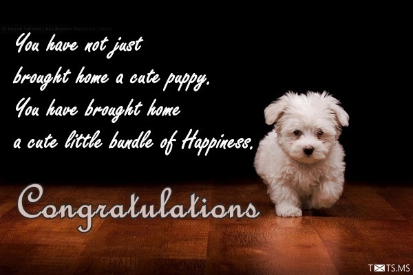 Congratulations on Your New Dog