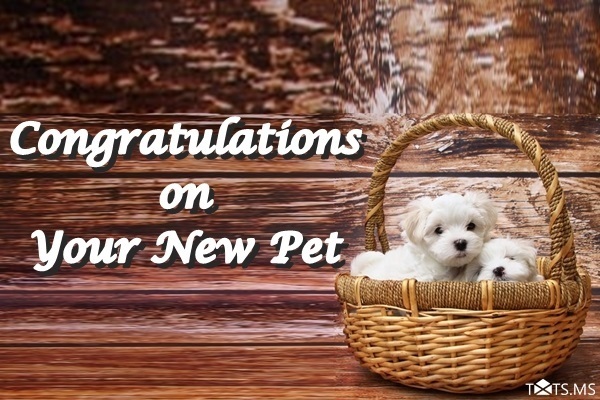 Congratulations on Your New Dog