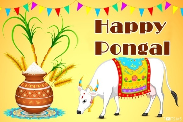 Pongal Wishes Images