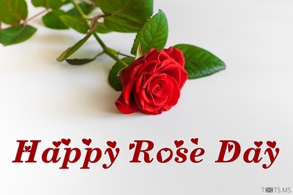 Rose Day Wishes Images