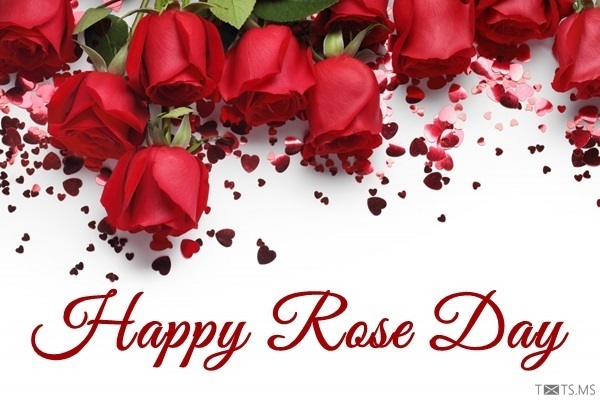 Rose Day Wishes Images