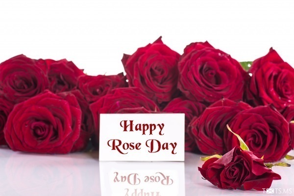 Rose Day Wishes Images