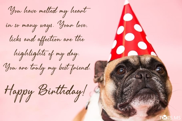 Birthday Wishes for Dogs