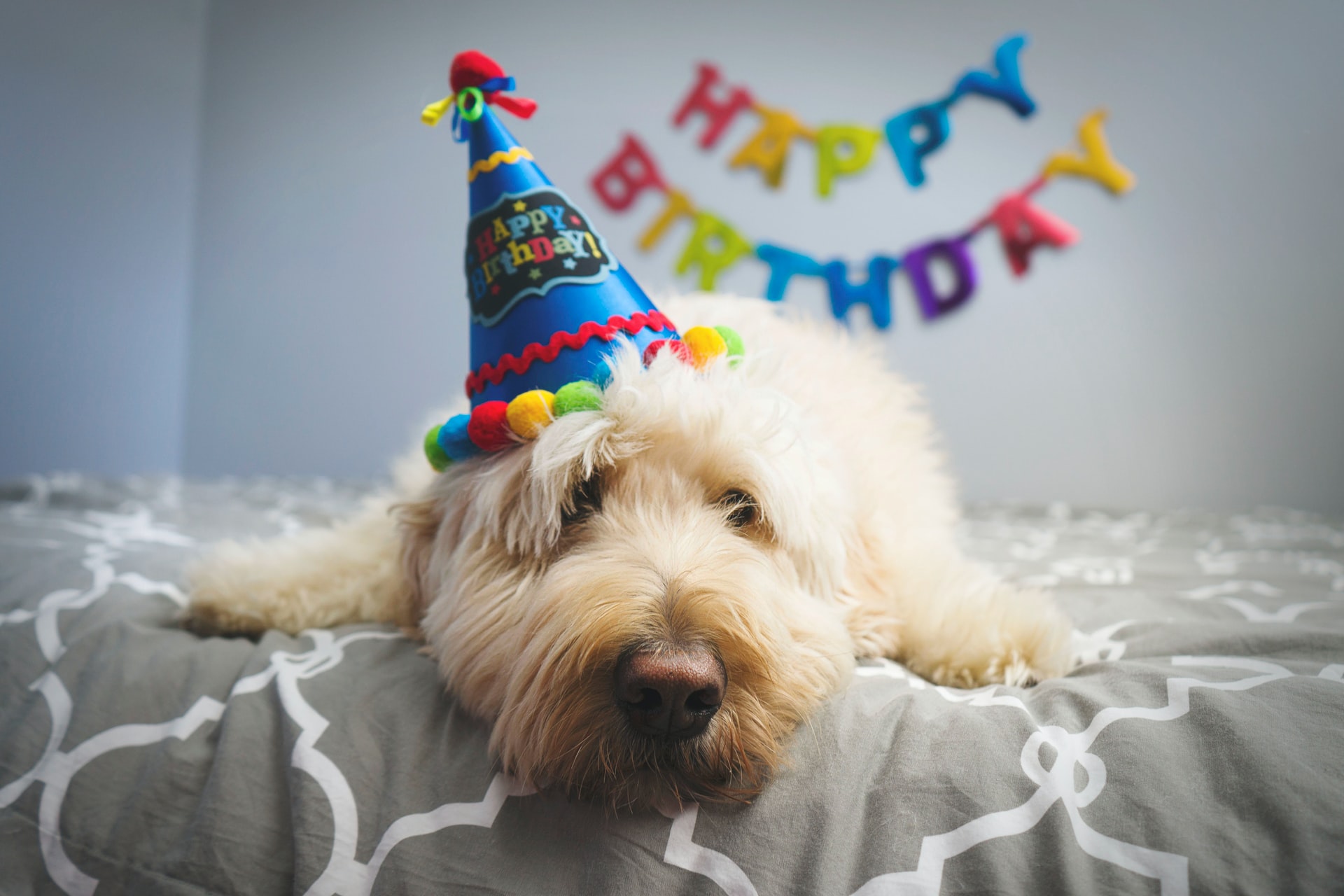 Birthday Wishes for Dog
