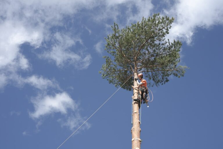 Three Reasons to Get an Arborist Report
