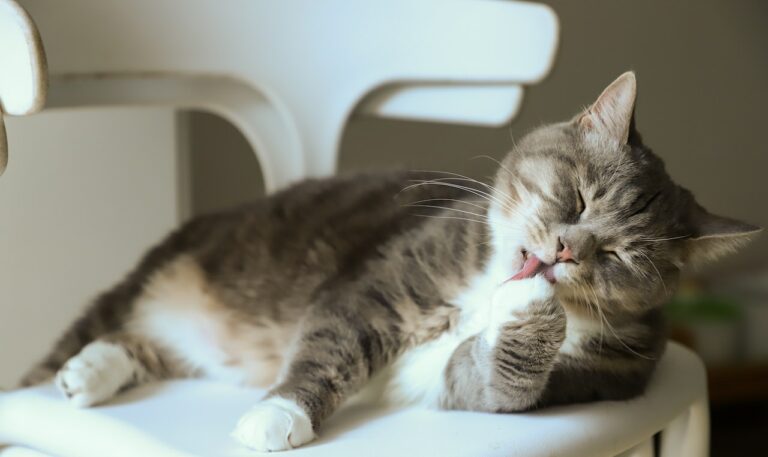 A cat cleaning its paw