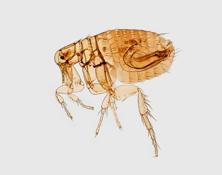 Dealing with Fleas: Your Road to Peace